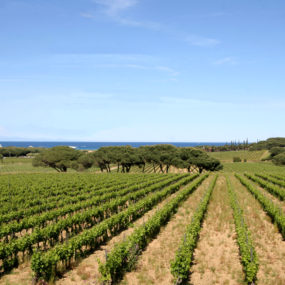 vignes Ramatuelle
